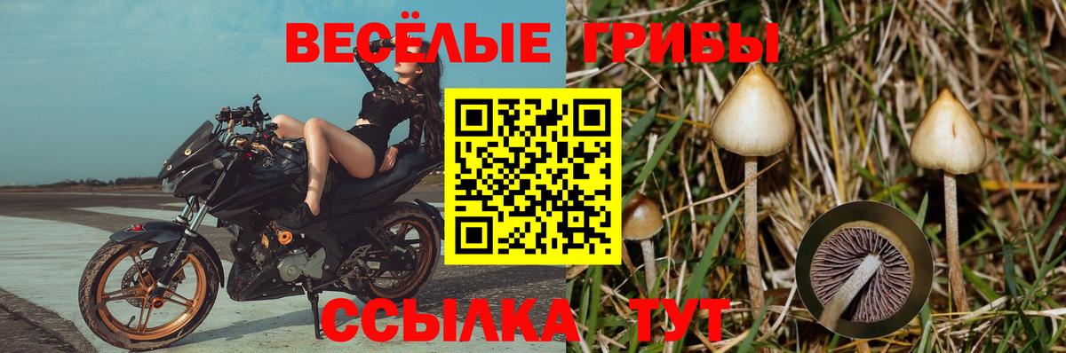 Псилоцибиновые грибы Psilocybine cubensis  Вход с VPN  Кострома  Галлюциногенные грибы Psilocybine cubensis 